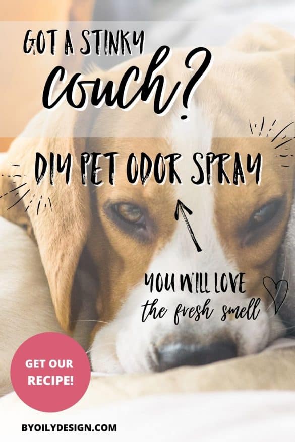 how-to-get-dog-smell-out-of-your-couch-by-oily-design